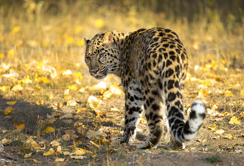 Amur Leopard