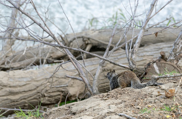 squirrel