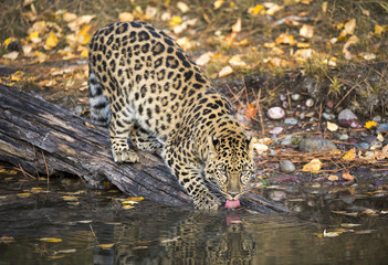 Amur Leopard
