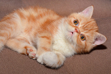 Little kitten exotic breed color red marble lying on the couch 