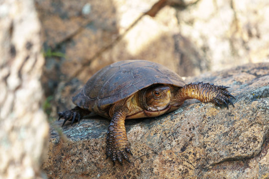 California western pond turtle resting on a large rock.