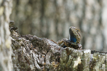 blue belly fence lizard on a tree trunk