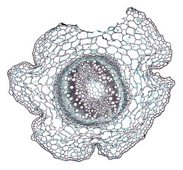 white radish root - cross section cut under the microscope – microscopic view of plant cells for...