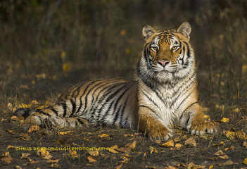 Tiger Tiger Burning Bright