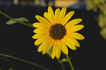 Naklejka premium A soft little sunflower soaking up the summer sun in the cool evening