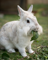 A white dwarf rabbit eating a leaf