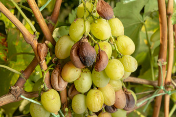 Grape disease close-up damage to rot and parasites. The concept of protecting the industrial plant of grapes