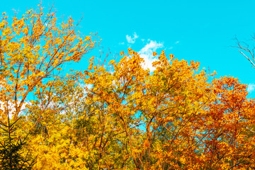 Autumn trees against the bright blue sky