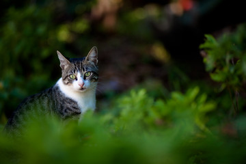 Gato