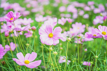 Obraz na płótnie Canvas beautiful pink cosmos blooming in garden, shallow dept of field