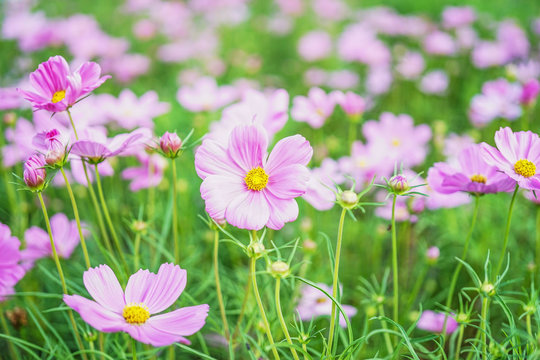 beautiful pink cosmos blooming in garden, shallow dept of field