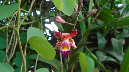 Orquídea De Honduras