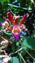 Obraz na płótnie Canvas Orquídea De Honduras