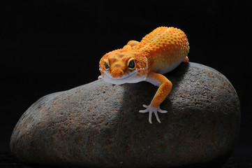 Fototapeta premium leopard lizard gecko