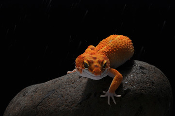 Naklejka premium leopard lizard gecko