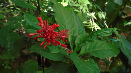 Flor Roja 