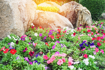 multicolor petunia flower in garden, shallow dept of field