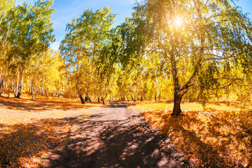 Road in the autumn forest. Beautiful autumn landscape at sunny day