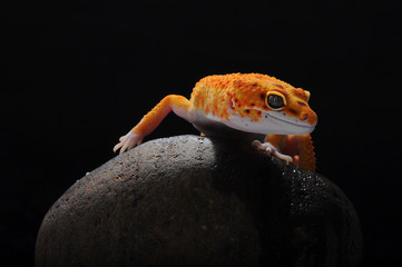 leopard lizard gecko