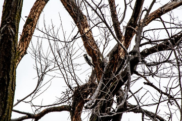 Woodpecker in a frozen tree.
