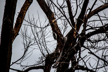 Woodpecker in a frozen tree.