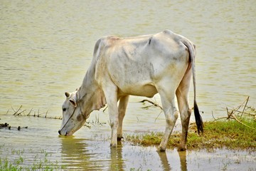 Cow drinking water at Cambodian countryside