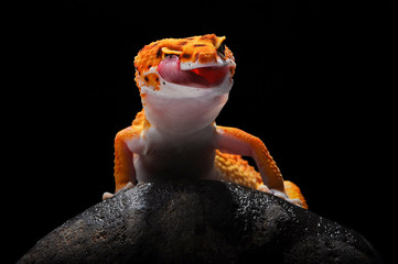 Fototapeta premium leopard lizard gecko