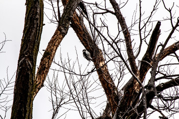 Woodpecker in a frozen tree.