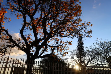 silhouette of tree in front of house