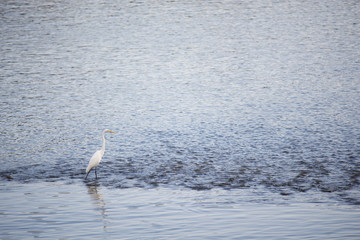Great egret stands in the shallows of the river.