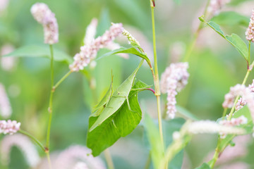 Grasshoppers mate on a leaf of oriental lady's thumb with pink flowers.