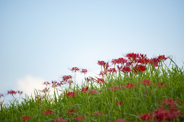 Red spider lilies blooming against the blue sky at the riverbank in autumn.