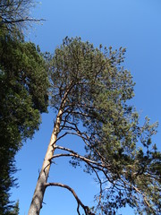 Achensee in Tirol, Bezirk Schwaz, Wanderweg zwischen Pertisau und Achenkirch über die Gaisalm
