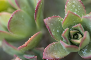 A succulent plant with water droplets on its surface