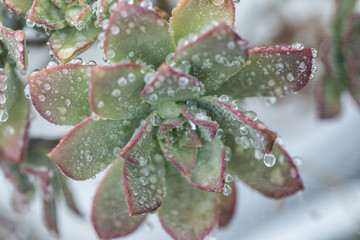 A succulent plant with water droplets on its surface