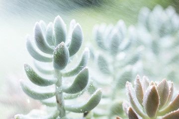 A succulent plant with water droplets on its surface