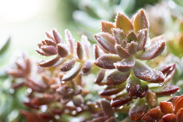 A succulent plant with water droplets on its surface
