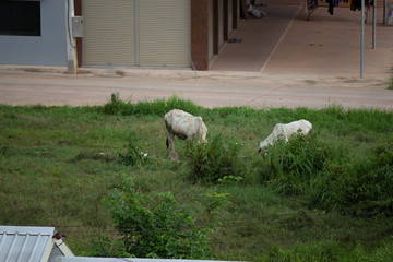 Grazing Bulls in Bueng Kan