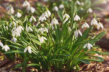 Obraz premium Beautiful snowdrops in spring forest