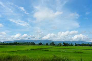 Fototapeta na wymiar Blue sky and cloud with meadow tree. Plain landscape background for summer poster of thailand.