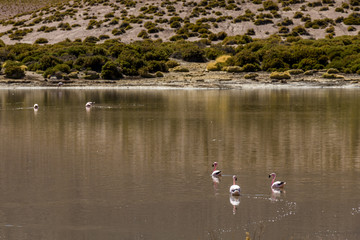 Flamingos at Vado Putana, Atacama Desert, Chile