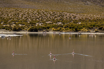 Flamingos at Vado Putana, Atacama Desert, Chile