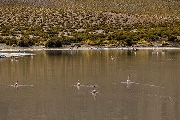 Flamingos at Vado Putana, Atacama Desert, Chile