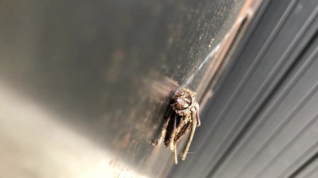 動くミノムシ（上から撮影）