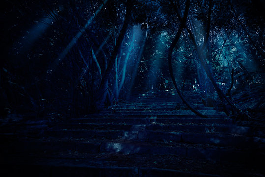 Fototapeta Stair in night forest