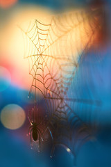 Halloween urban background with bokeh, spider and cobweb