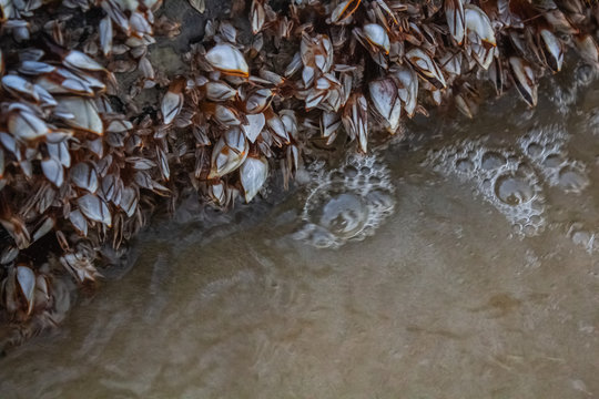 Bubbles rise from under a zebra mussle covered piece of driftwood in shallow waters from crabs hiding under at Karon Beach, Phuket Thailand.