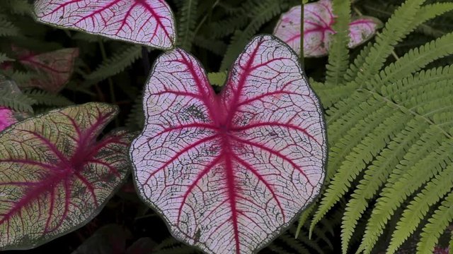 Close up of large red, white and green  Caladiums and ferns in spring with well defined veins
