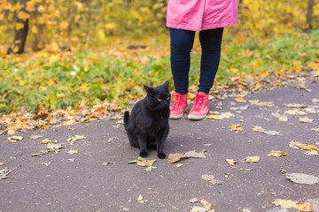 Pets, autumn and people concept - Close up of woman found the black cat