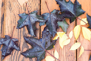 Leaves on wooden background